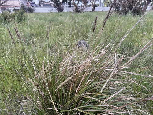 Carex appressa (Carex appressa)