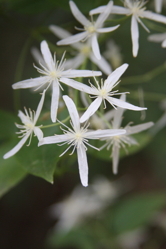 Image of Clematis glycinoides by (c) Sofia Zvolanek, some rights reserved (CC BY)