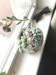 Pachyphytum