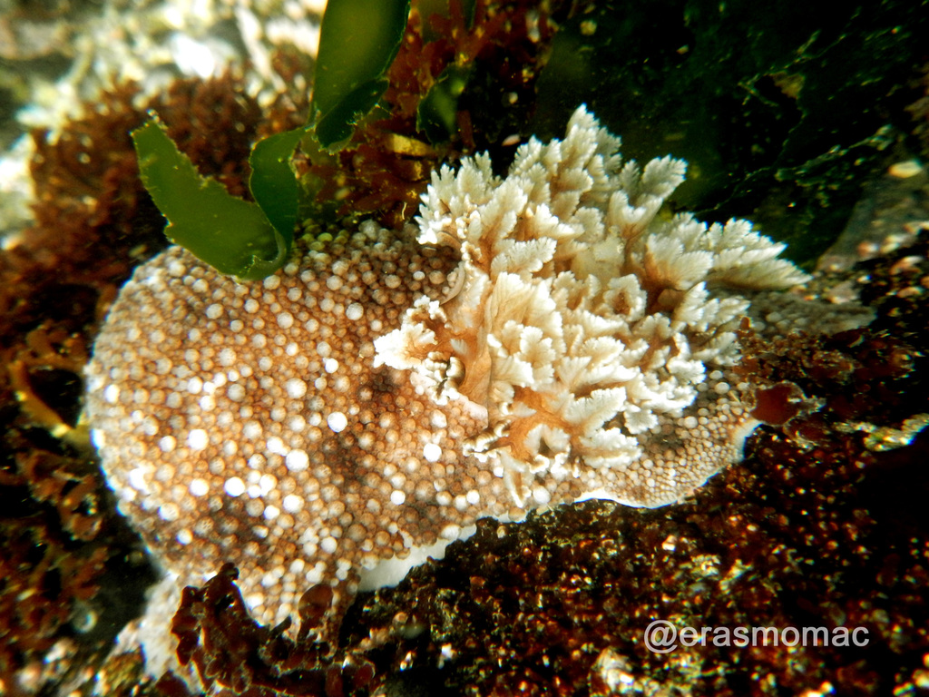 Diaulula variolata