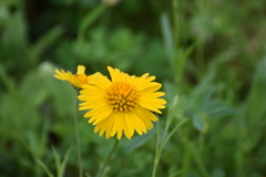 Amblyolepis setigera