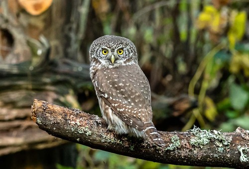Eurasian Pygmy-Owl, photo 10 of 10