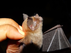 Pteronotus parnellii mexicanus