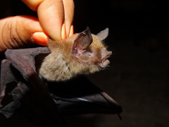 Pteronotus parnellii mexicanus