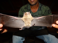 Pteronotus parnellii mexicanus