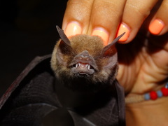 Pteronotus parnellii mexicanus