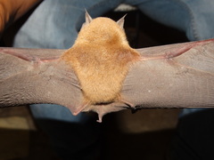 Pteronotus parnellii mexicanus