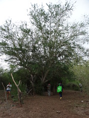 Pteronotus parnellii mexicanus