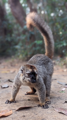 Common Brown Lemur