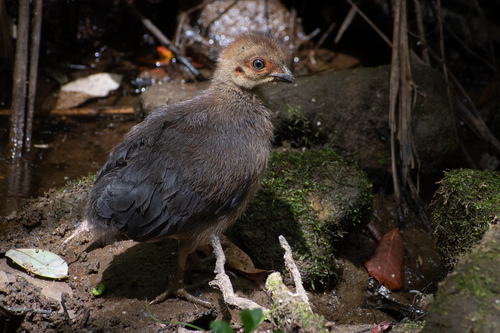 Australian Brushturkey, photo 9 of 9