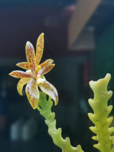 Phalaenopsis cornu-cervi, photograph 4