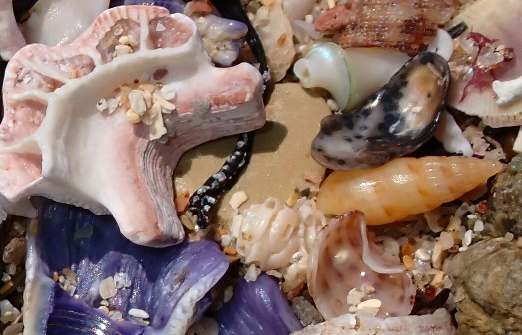 Neogastropoda from Central Coast NSW, Australia on October 10, 2023 at