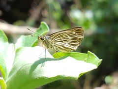 Callimormus interpunctata
