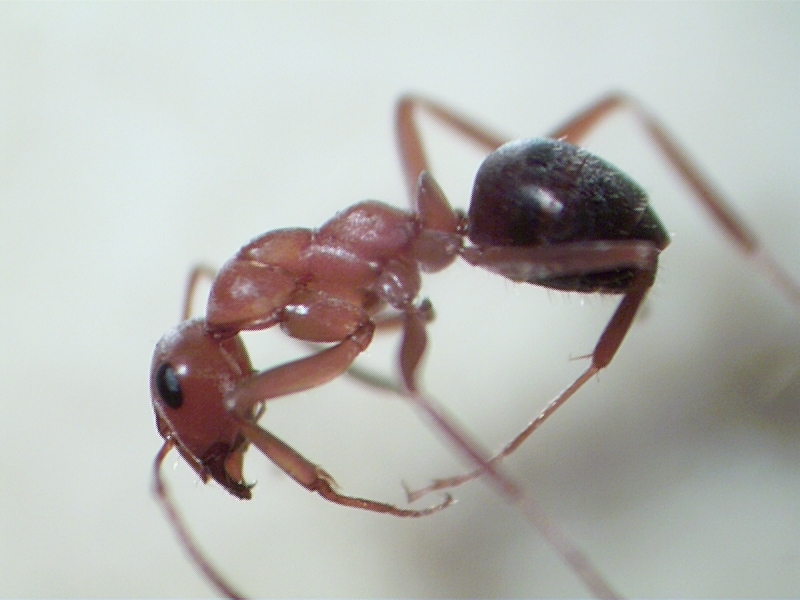 Formica orangea