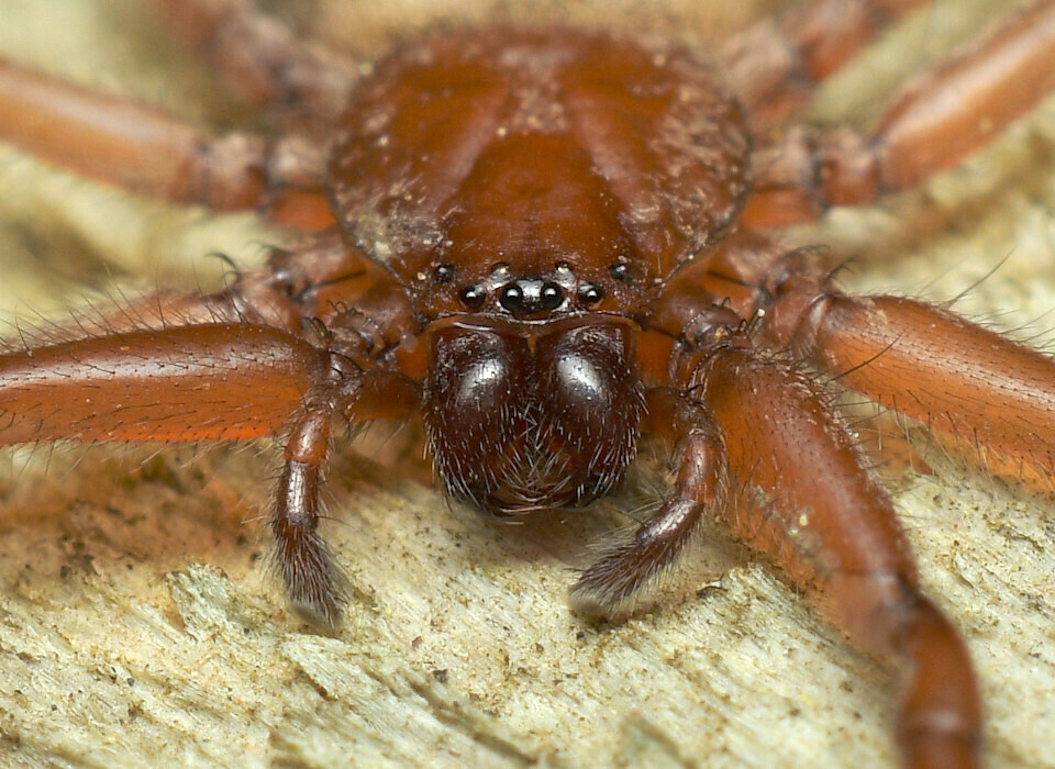 Hemicloea