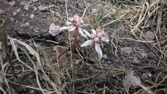 Euphorbia radians