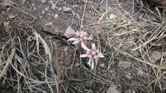 Euphorbia radians