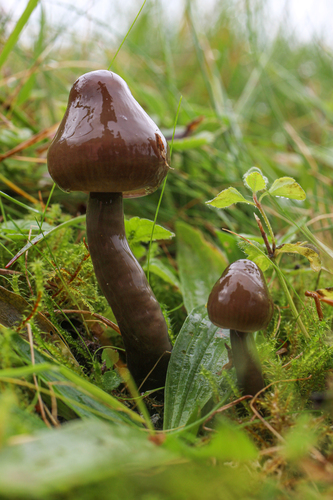 Slimy Waxcap