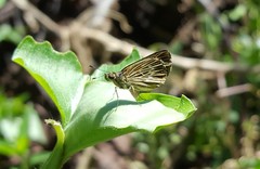 Callimormus interpunctata