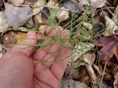 Equisetum arvense image