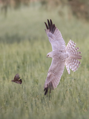 Pallid Harrier photo 5
