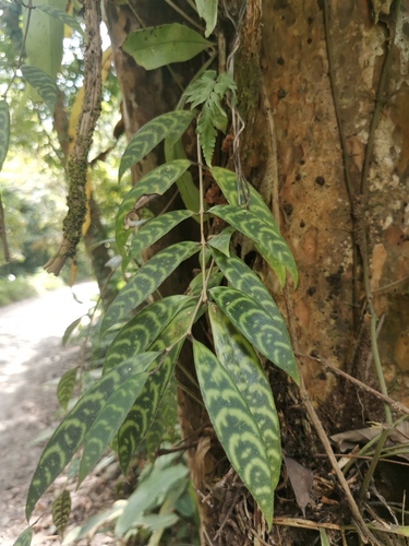 Lipstick Plant (Aeschynanthus longicaulis)