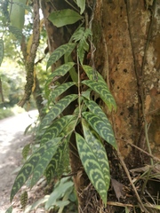 Zebra Plant (Aeschynanthus marmoratus)