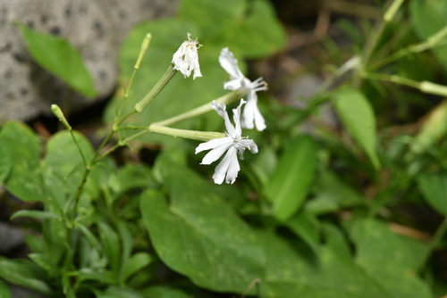 Silene fissipetala, photograph 6