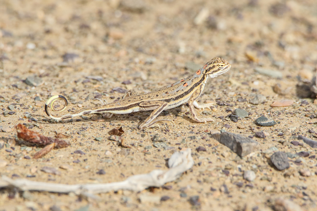 Clarks' Toad-Headed Agama
