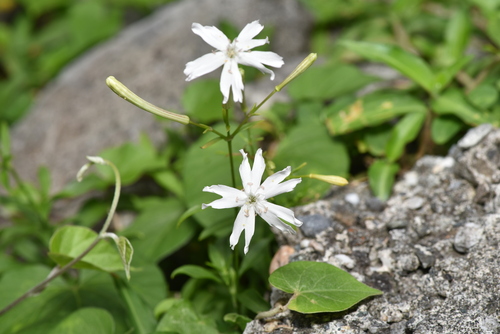 Silene fissipetala, photograph 4