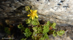 Ivesia saxosa