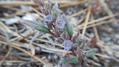 Phacelia austromontana