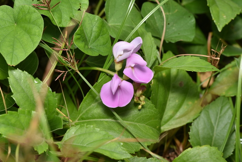 Image of Asian Beach Jackbean (Canavalia lineata) by (c) Yung-Lun Lin, some rights reserved (CC BY)