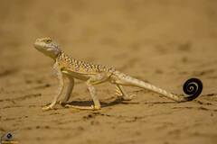 Blacktail Toadhead Agama photo 2
