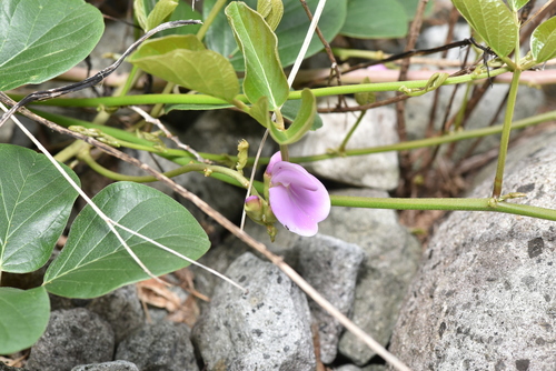 Image of Canavalia lineata by (c) Yung-Lun Lin, some rights reserved (CC BY)