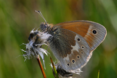 Coenonympha tullia