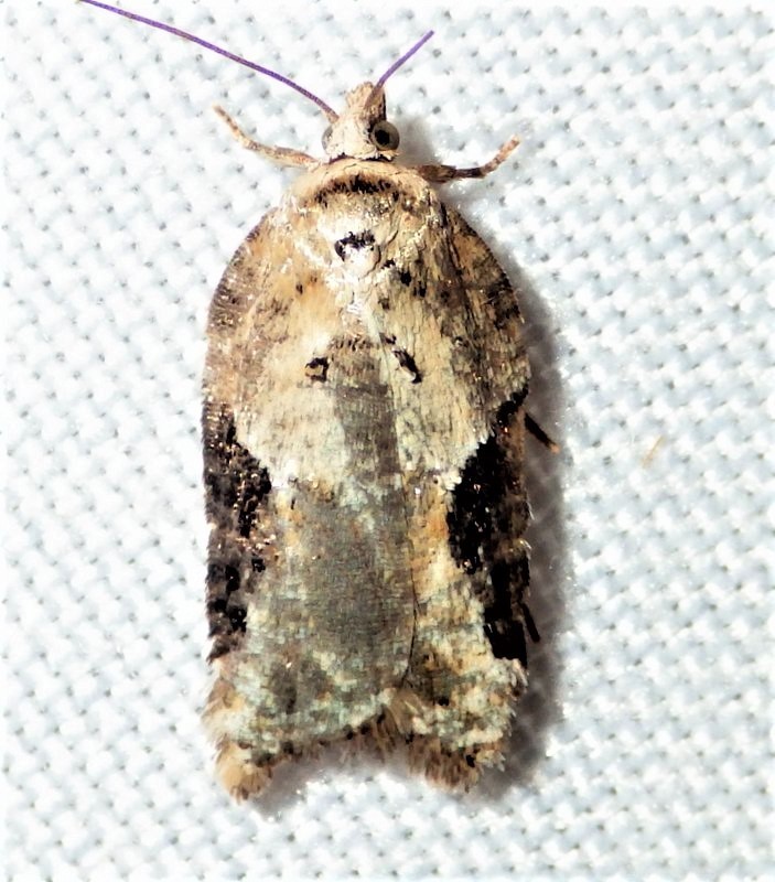 Forbes' Acleris Moth from 5373 Fitzgerald Rd, Burdett, NY 14818, USA on ...