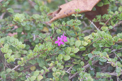 Oplonia spinosa