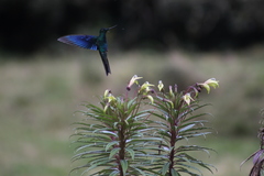 Siphocampylus lucidus