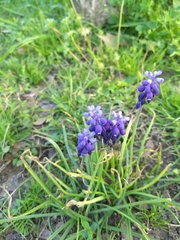 Muscari