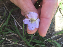 Viola nephrophylla