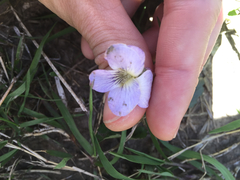 Viola nephrophylla