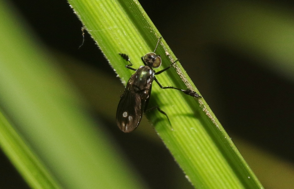 Filatopus