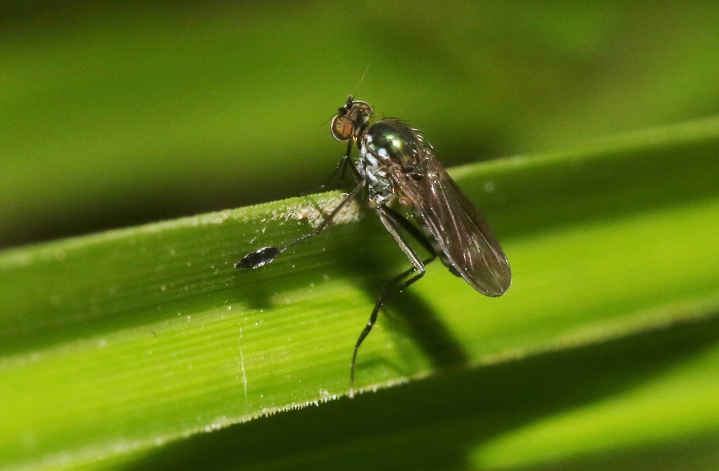 Filatopus mirabilis