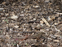 Aspidoscelis costatus