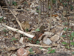 Aspidoscelis costatus