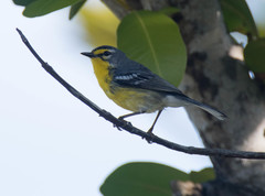 Setophaga adelaidae