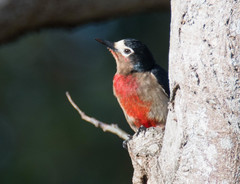 Melanerpes portoricensis