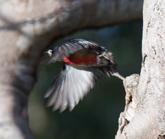 Melanerpes portoricensis