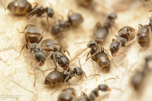 苍绒毛蚁Lasius bombycina